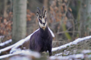 chamois in winter forest. Winter scene with horn animal. Rupicapra rupicapra. Animal from Alp.