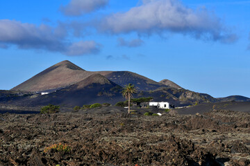 A volcanic landscape with a white house and a palm tree in front. Lanzarote , Spain.
