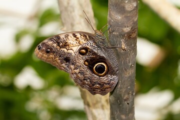 Caligo brasiliensis,Brazilian owl, butterfly owl eye perched on the branch