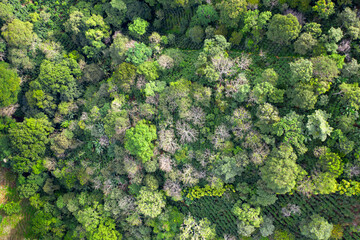 Naklejka premium Coffee fields in Costa Rica aerial drone photograph 