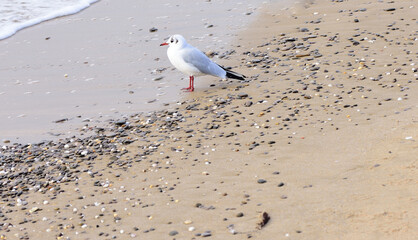 The sea wave has just left, the seagull is waiting to see if she has brought something tasty