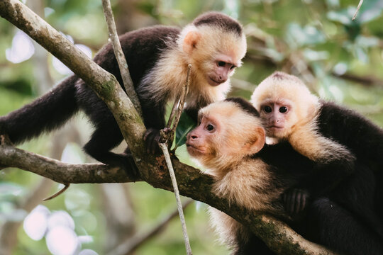 White faced capuchin monkey family in trees in Costa Rica rainforest