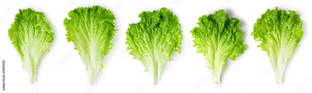 Wall mural lettuce leaves on a white background. - Wall murals