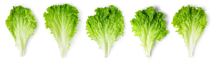 Lettuce leaves on a white background.