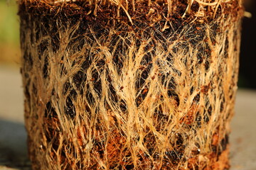 Closeup The roots of the plant removed from the pot