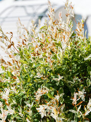 (Salix integra) Saule Crevette sur tige 'Hakuro Nishiki' au feuillage décoratif panaché de blanc...