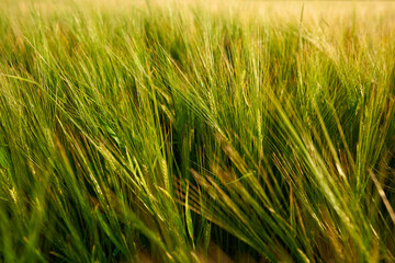 Green barley field (Hordeum vulgare) in bright day light, full frame. Germany, Swabian Alb.