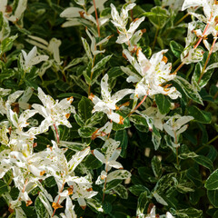 (Salix integra) Saule Crevette sur tige 'Hakuro Nishiki' au feuillage décoratif panaché de blanc crème, rose à vert et blanc sur des rameaux rougeâtres et verdâtres