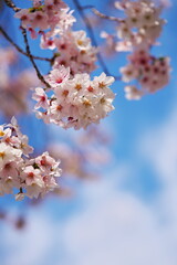 満開の桜から見上げる空