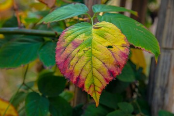 colorful leaves on a blackberry bush in close up