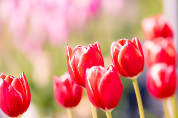 Fototapeta premium アイスチューリップ Ice tulip
