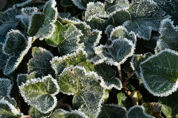 Close up with Leaves on the grass field in the winter morning with frost on it