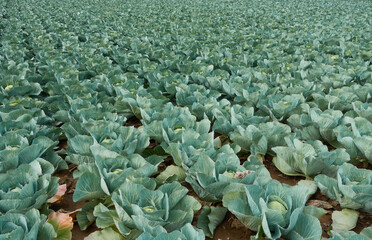 Fototapeta na wymiar Cabbage heads grow in rows on brown arable soil. Germany, Bernhausen.