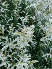 Saule Crevette sur tige (Salix integra), arbuste buissonnant au fines feuilles oblongues, finement dentées, panachées de gris-vert brillantes sur des rameaux verdâtres