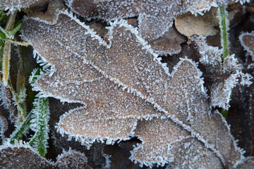 Close up with Leaves on the grass field in the winter morning with frost on it
