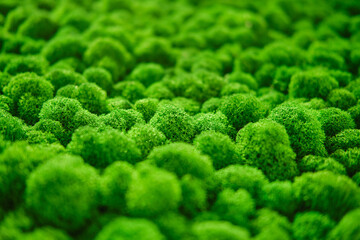 Texture of green stabilized moss. Green grass with top view, background