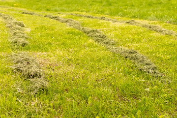 Obraz na płótnie Canvas Freshly mown grass lies on a green lawn in sunny day. Weekend in the country