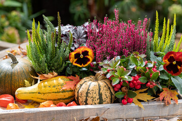 herbstlich bepflanzte Holzkiste