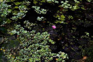 Pink lotus flowers grown in green dirty water with leaves