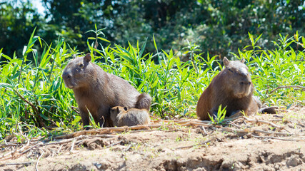 Capybara family in the jungle. The mother is feeding its baby (Pantanal, Brazil).