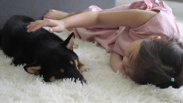 Low angle shot of Asian preschool girl in pink pajamas lying on the carpet floor, petting black and tan Shiba inu puppy gently, looking, and smiling. Lovely pet and child at home concept