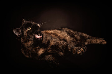 Schildpatt katze fell und gelbe augen
