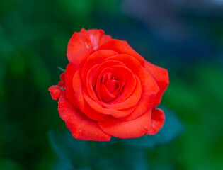 Very beautiful red rose flower for the holiday