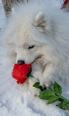 White dog with red rose for International Women's Day