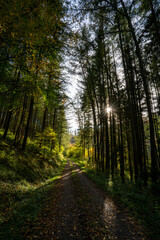 Obraz premium Waldweg im Odenwald