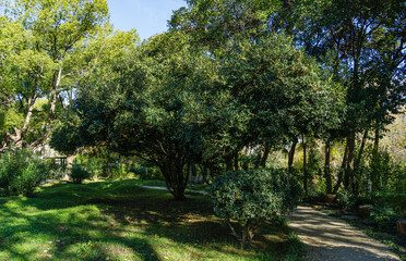 Old large bush of blooming Osmanthus fragrans (sweet or fragrant olive) blossom in autumn Sochi.