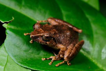 Ruderfrosch (Rhacophoridae) in Sri Lanka // Shrub frog in Sri Lanka