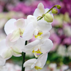 Fototapeta na wymiar White orchid flowers are grown in the greenhouse of the store for home gardening