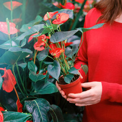 Woman hands with red anthurium flower pot in plant shop