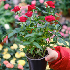 Woman florist hands with red roses in flower pot in greenhouse shop
