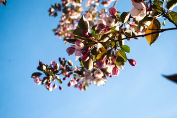 bloom, flower, branches, appletree, bluesky, flowers, outdoor, spring, sky, nature, park, tree, winter, blue, snow, branch, frost, white, blossom, cold, plant, ice, frozen, cherry, season, beautiful, 