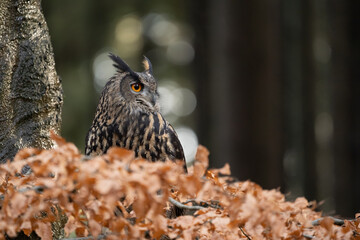 Eurasian eagle-owl next to the tree looking right with copy space for text on the right side.