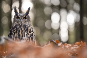 Eurasian eagle-owl hidden behind tree branch with orange leaves with beauty bokeh with circles.