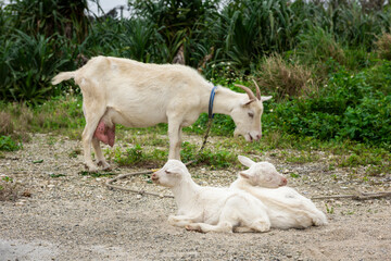Obraz premium Domestic goat mommy with milk teats and her two white baby goat resting on the ground