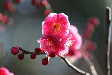 逆光で美しい梅の花（紅）