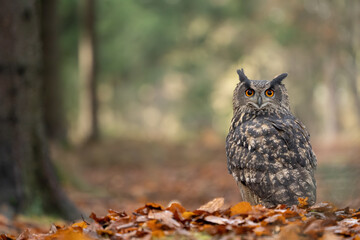 Eurasian eagle-owl noctural raptor on autumn leaves with creamy background of colorful forest
