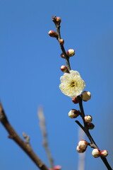 青空に咲く梅の花