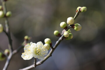 梅の花（白）
