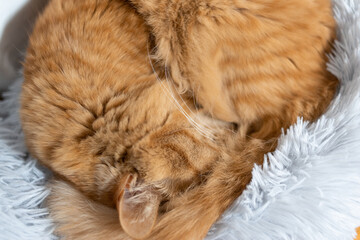 眠る猫　茶トラ猫