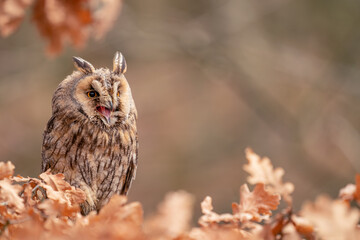 Long-eared owl shouting while hiddne in the leaves.