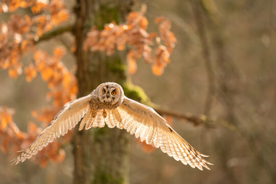 Flying long-eared owl with the tree in the background. Animal theme Asio otus.