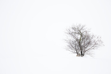 arbol solitario en medio de la nieve