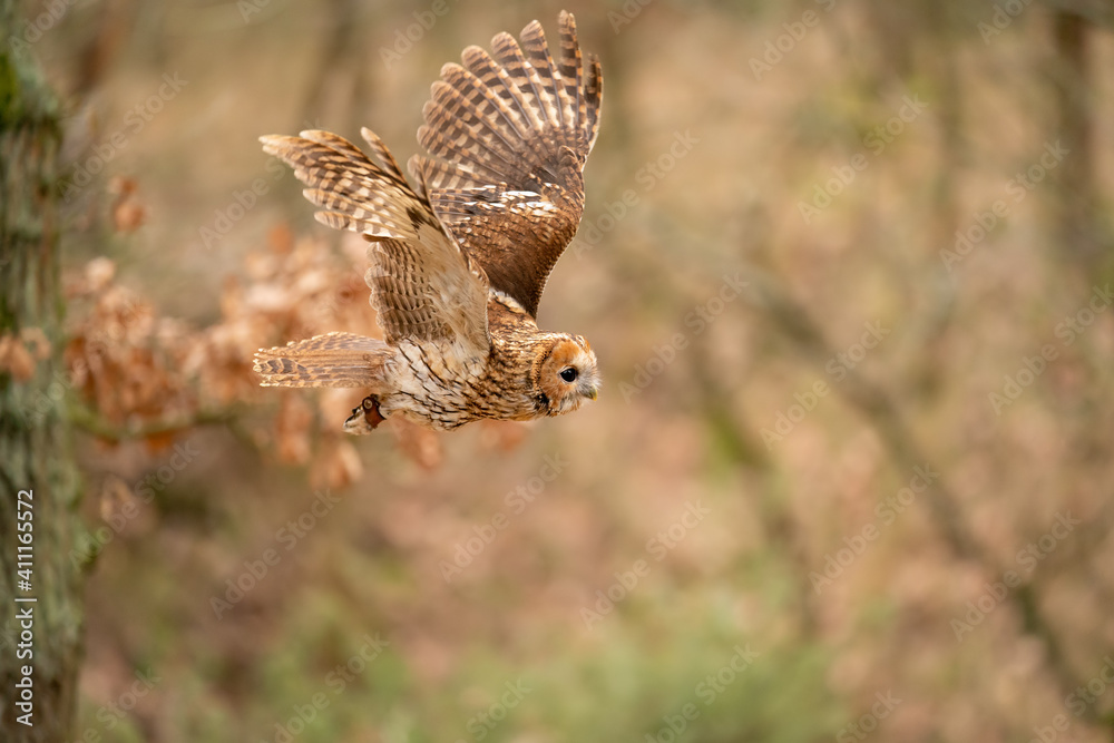 Poster tawny owl in the flight from the side with blurred colourful background.
