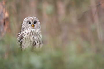 Ural owl with blurred background. Strix uralensis