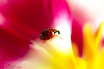 A ladybug sits on a pink and white tulip. Close-up. Abstract background. Selective focus.