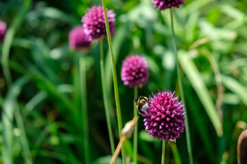 Bees and bumblebees forage for honey on the ornamental leek